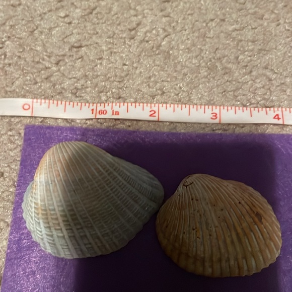 Seashell bundle - Picture 4 of 5